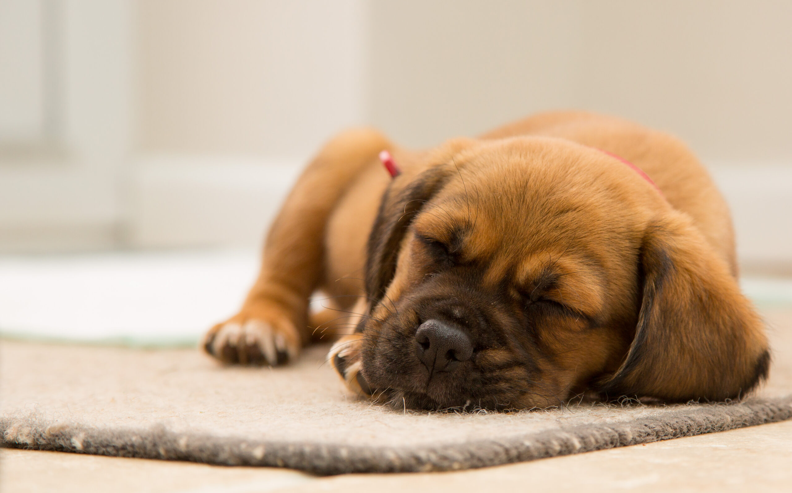 Essential Septic System Cleaning Tips